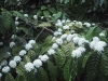 Coffee Plants