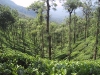 Tea Garden