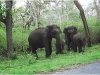 Elephants in Mudumalai