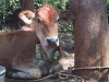 Calf in Gouri Farm